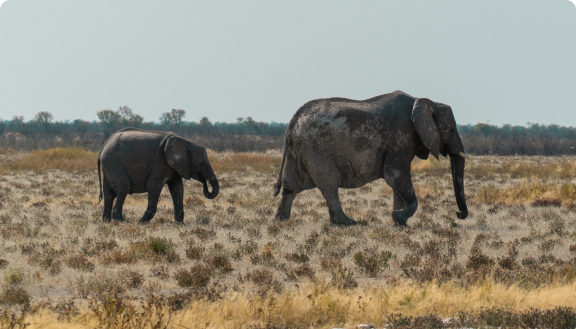 Elephants-In-Safari