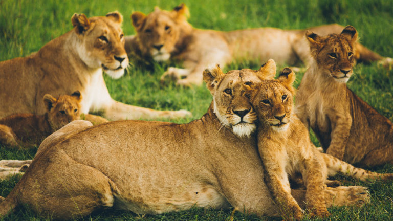 big-5-safari-lions