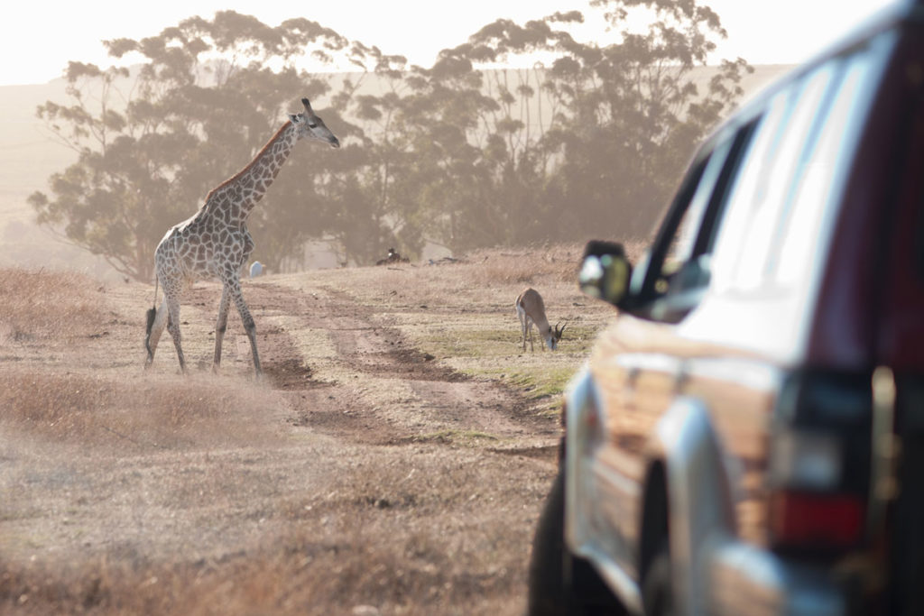 giraffe-by-vehicle-stellenbosch-south-africa-2023-11-27-05-15-24-utc