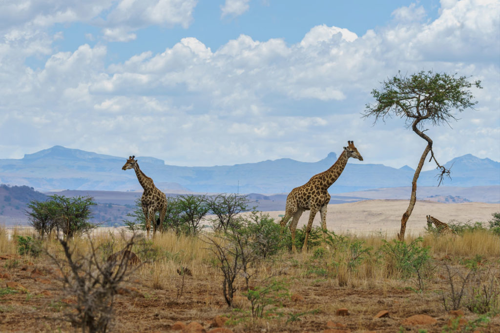 giraffes-in-a-african-landscape-2023-11-27-05-12-35-utc