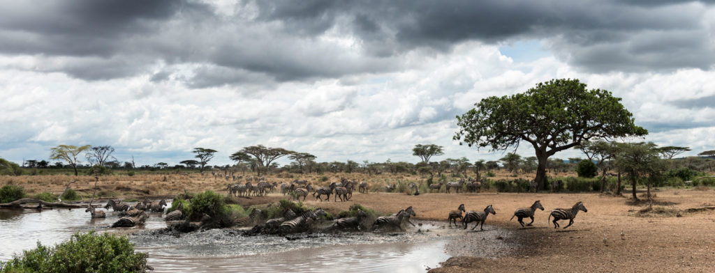 herd-of-zebras-resting-by-a-river-serengeti-tanz-2023-11-27-05-24-26-utc