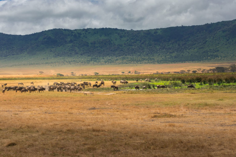 herd-wildebeest-crater-grassland-ngorongoro-conservation-area-tanzania-africa