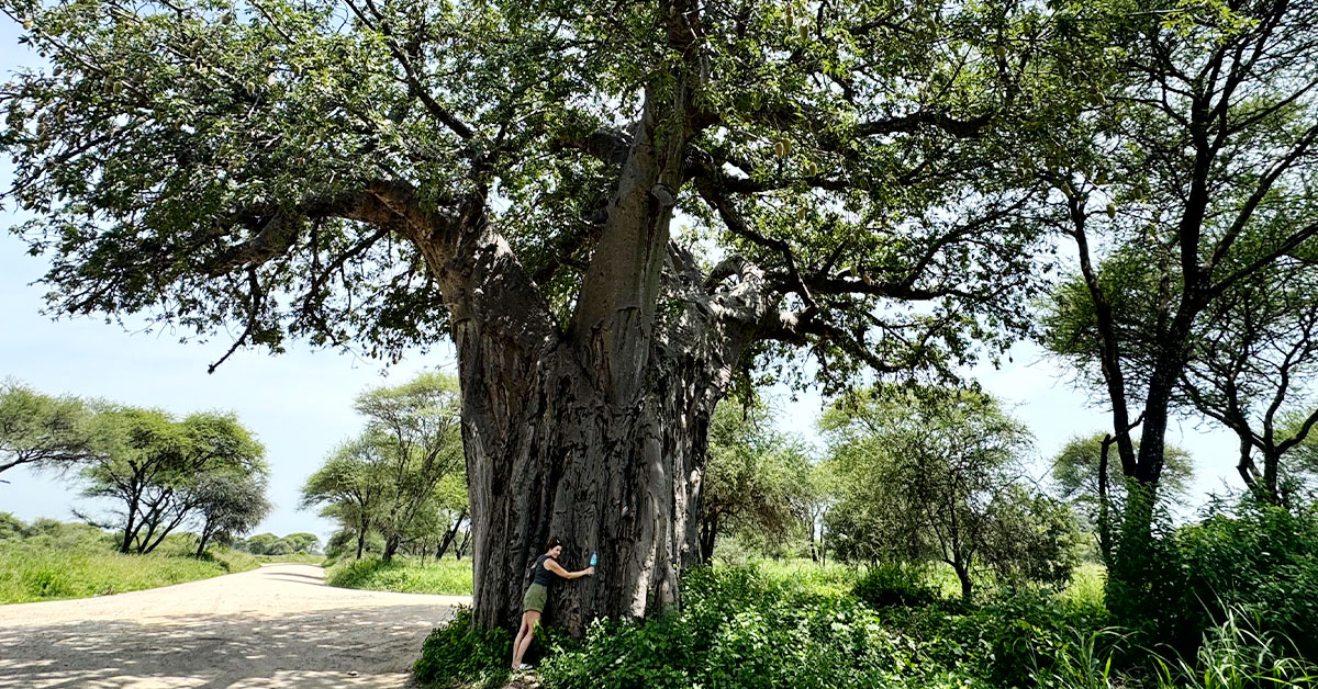 Baobab tree in Tarangire National Park Tanzania safari landscape