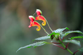 Impatien kilimanjarica flower blooming on Mount Kilimanjaro | Kili Quests