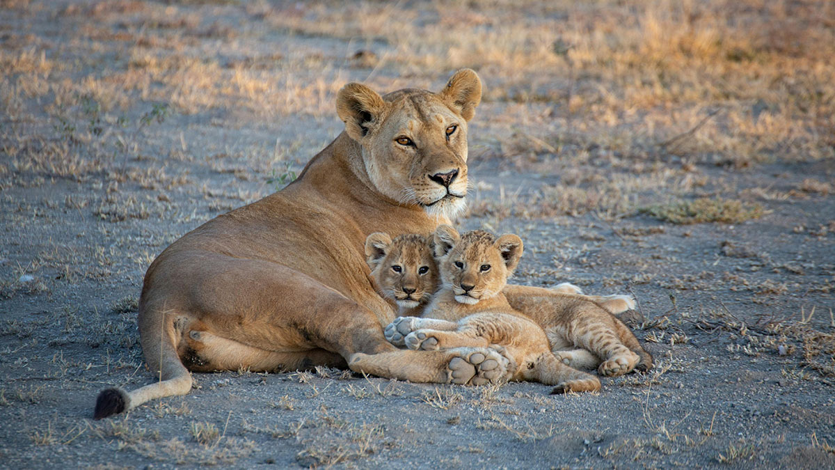 Best Time for Safari in Tanzania: Seasons Explained