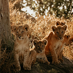 What’s Included in Our Tanzania Safari Package?