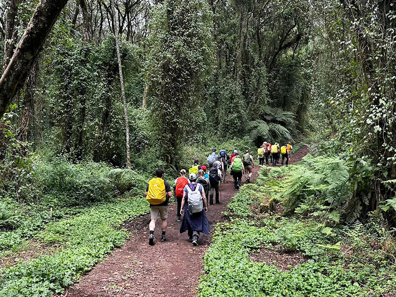 Climbers walking through Kilimanjaro’s rainforest trail with excitement | Kili Quests