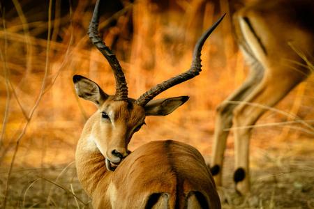 What’s in Our Tanzania Safari Package
