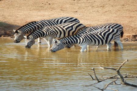 Top Safari Adventures in Tanzania