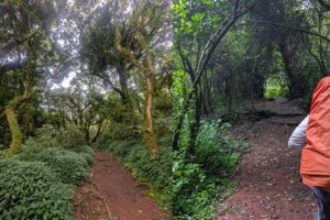 Dense rainforest trail on Mount Kilimanjaro, representing the lush vegetation zone of the mountain