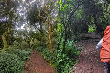 Kilimanjaro’s Ecological Zones from Base to Summit