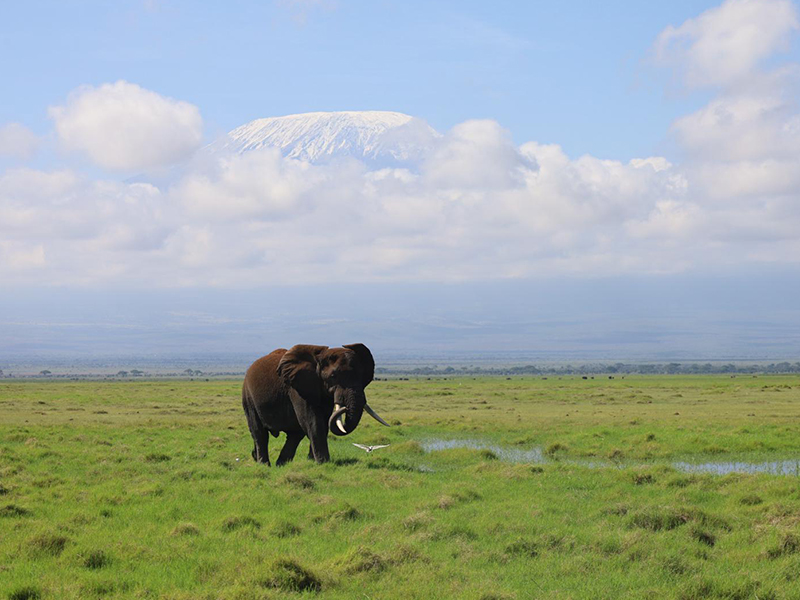 Elephant in Amboseli National Park with Mount Kilimanjaro in the background