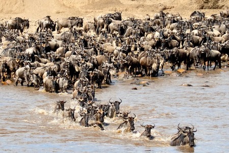 Tanzania Wildebeest Migration Safari Guide