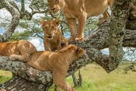 Lake Manyara National Park Safari Guide | Kili Quests