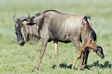 Ndutu Calving Season Safari Guide | Kili Quests