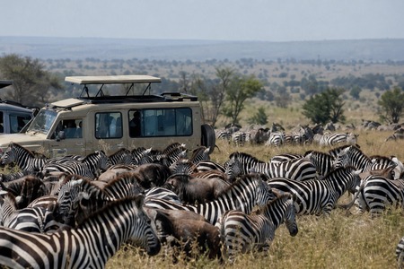 Best Tanzania Safari for First-Time Visitors | Kili Quests
