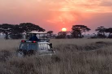 Tanzania Safari Cost: Full Price Breakdown | Kili Quests