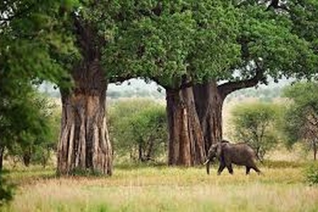 3-Day Tanzania Safari Itinerary: Best Short Safari Route