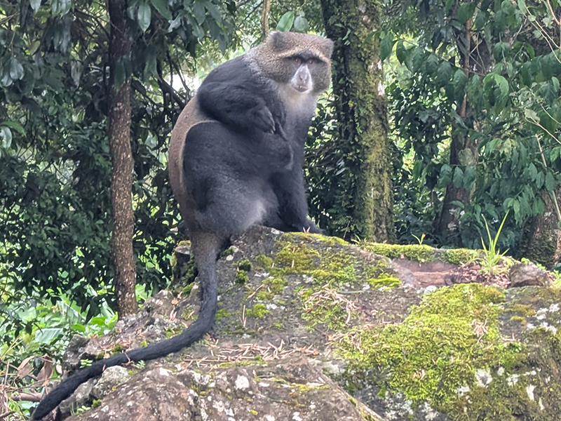 A Blue Monkey perched on a mossy rock in the rainforest zone of Mount Kilimanjaro, surrounded by dense green vegetation | Kili Quests