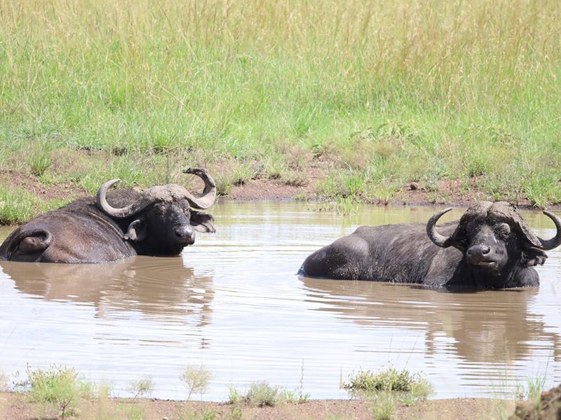 Buffalo bath