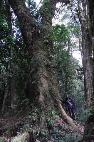 Camphor wood tree (Ocotea usambarensis) in the lower montane rainforest of Mount Kilimanjaro | Kili Quests