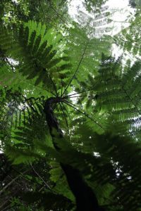 Cyathea tree fern unfolding in the lush rainforest of Mount Kilimanjaro | Kili Quests