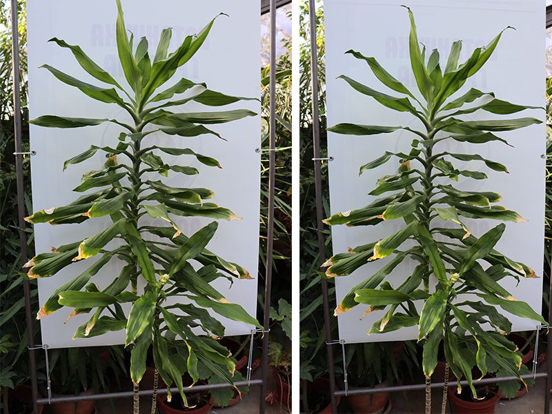 Masale plant (Dracaena fragrans) used in Chagga rituals and traditional land boundary marking in Kilimanjaro region | Kili Quests