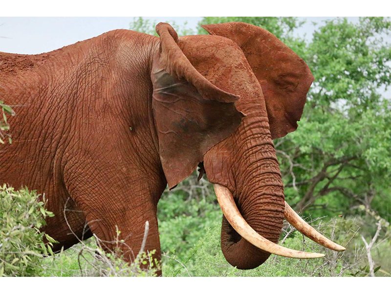 Elephants walking in Tarangire National Park during a Tanzania safari