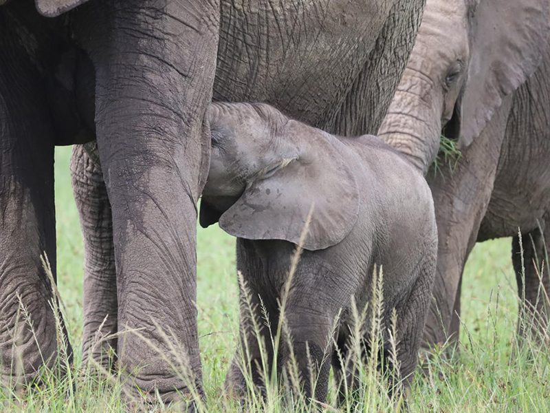 An elephant with its calf is one of the most memorable wildlife sights on a Tanzania safari.