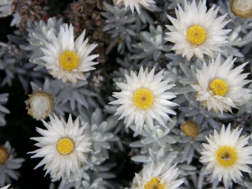 Everlasting flower, blooming near Kilimanjaro’s summit | Kili Quests