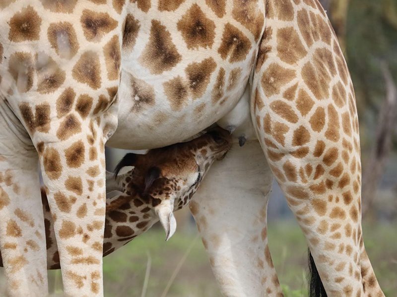 A giraffe sighting adds to the classic wildlife experience of a Tanzania safari.