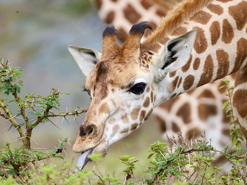 Giraffe eating from an acacia tree during a Tanzania safari