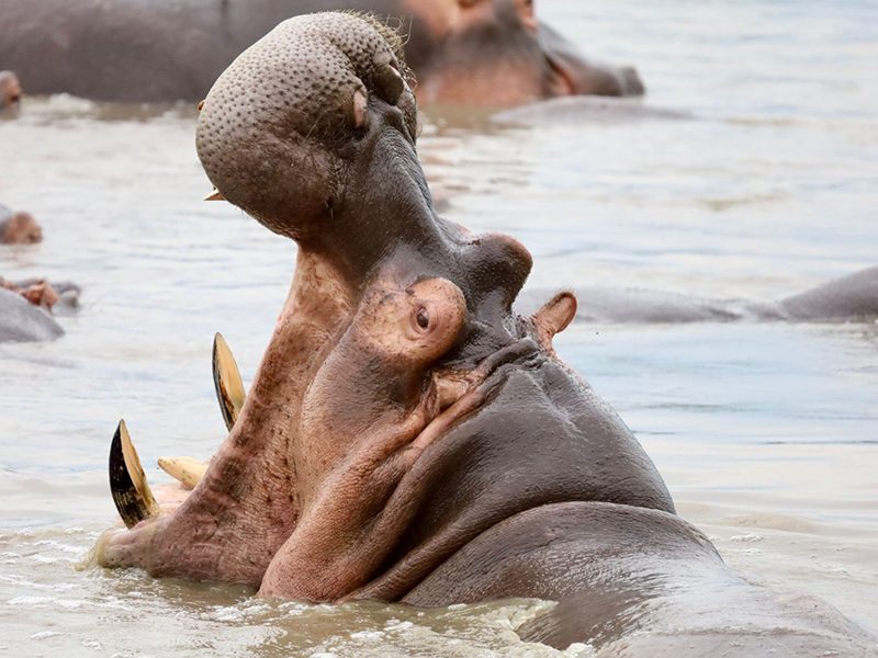 Hippos resting in water during a Tanzania safari