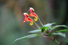 Impatien kilimanjarica flower blooming on Mount Kilimanjaro | Kili Quests