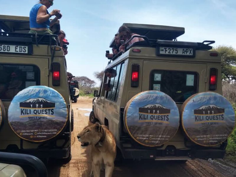 Safari vehicle on a Tanzania safari package with wildlife on the open savannah.