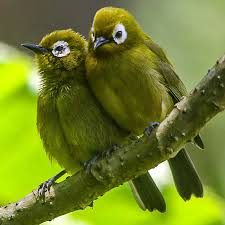Kilimanjaro White-eye bird perched on a branch in the mountain forest | Kili Quests