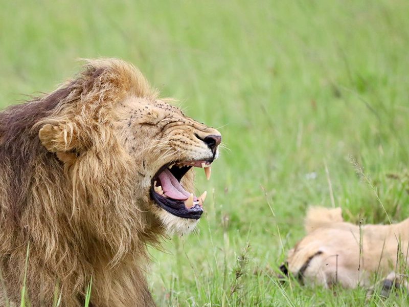 A lion sighting in Lake Manyara adds to the park’s rich wildlife experience and makes every game drive more rewarding.
