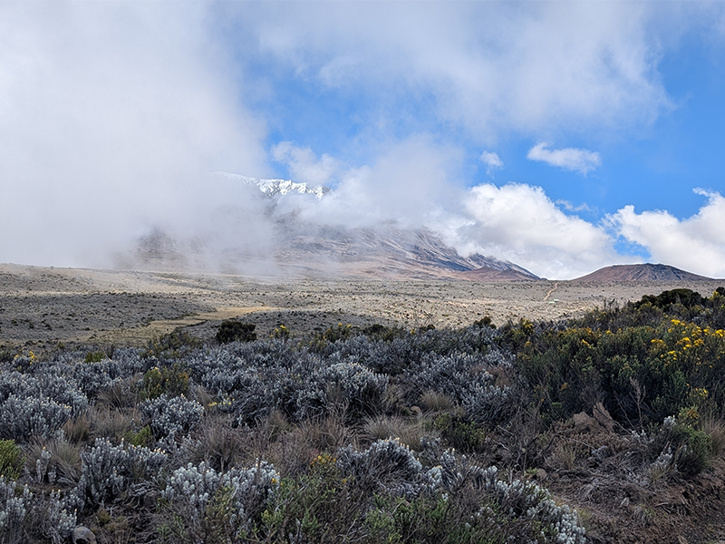 Moorland vegetation on Mount Kilimanjaro with cloud-covered summit and scattered alpine shrubs under a blue sky.