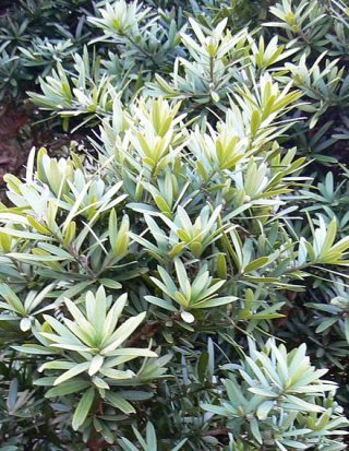 Tall Podocarpus tree in the lush montane forest of Mount Kilimanjaro | Kili Quests