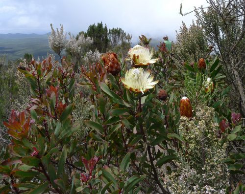 Protea kilimandscharica flowering shrub in the heath zone of Mount Kilimanjaro | Kili Quests