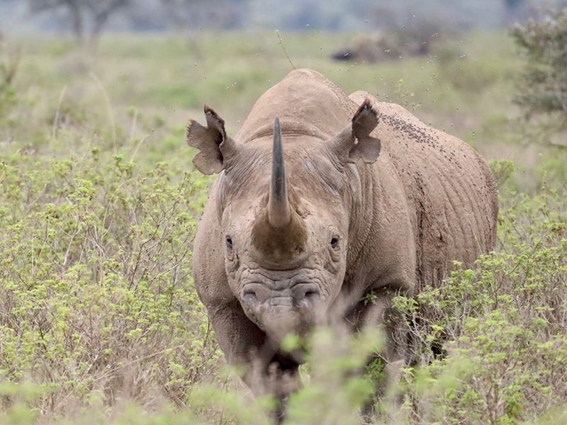 Ngorongoro Crater offers dense wildlife viewing and one of the best chances in Tanzania to spot the rare black rhino.