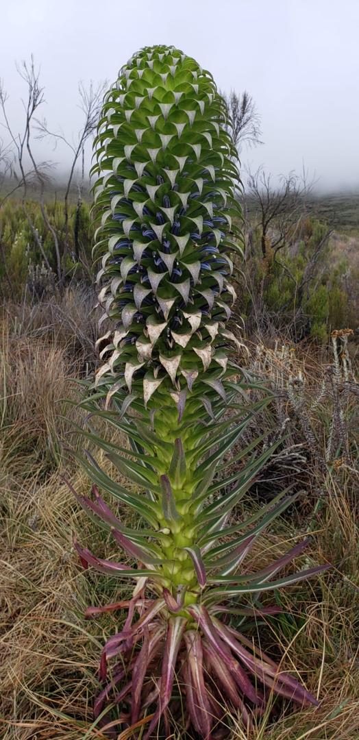 Lobelia deckenii growing in the moorland zone of Mount Kilimanjaro | Kili Quests