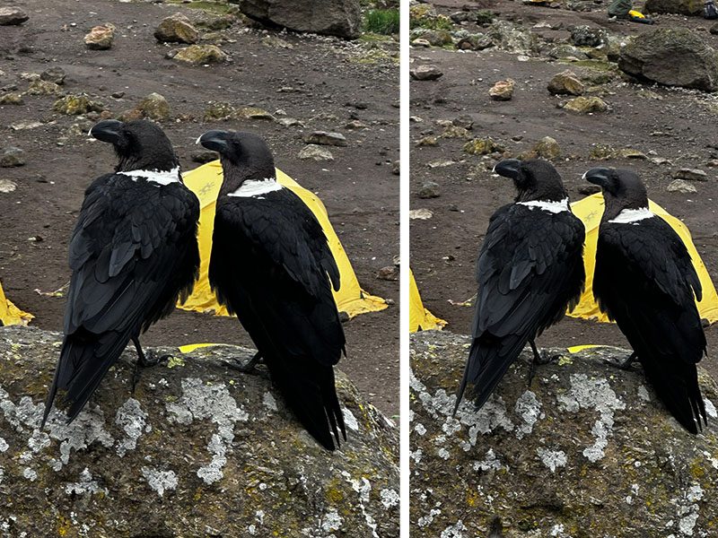 White-necked Raven gliding above the slopes of Mount Kilimanjaro | Kili Quests