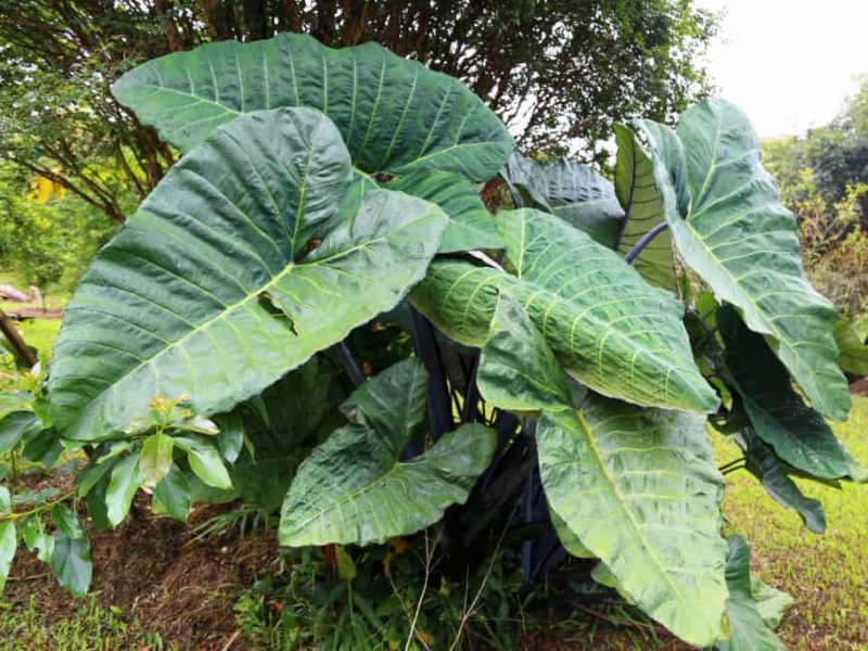 Large Colocasia yam plant with broad green leaves, grown near Mount Kilimanjaro. Known for its edible yam roots and similarity to taro plants.