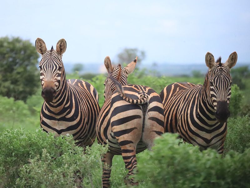 Large zebra herds are a common and iconic sight across the Serengeti plains.