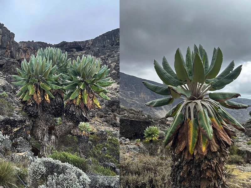 Giant groundsels in the alpine desert zone of Mount Kilimanjaro | Kili Quests
