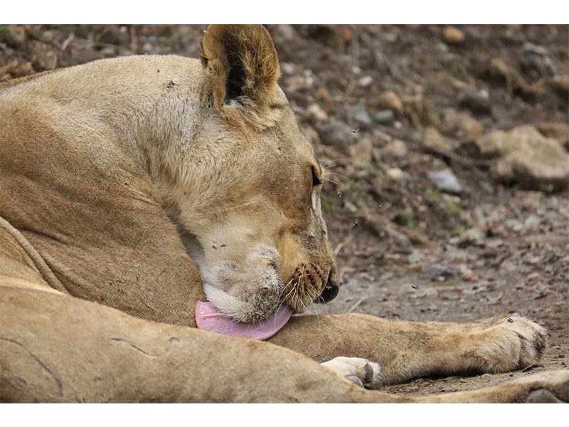 A lion resting near the road is one of the unforgettable close-range sightings that make a Tanzania safari so exciting.