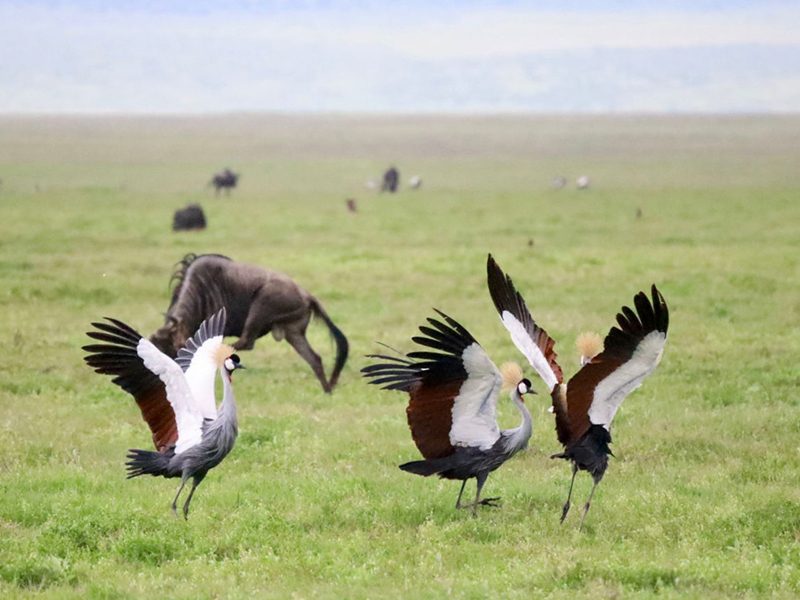 Serengeti is famous for its vast plains, abundant wildlife, and classic Tanzania safari scenery.