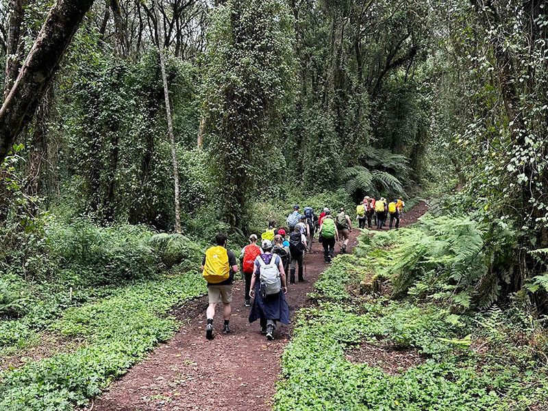 Climbers walking through Kilimanjaro’s rainforest trail with excitement | Kili Quests