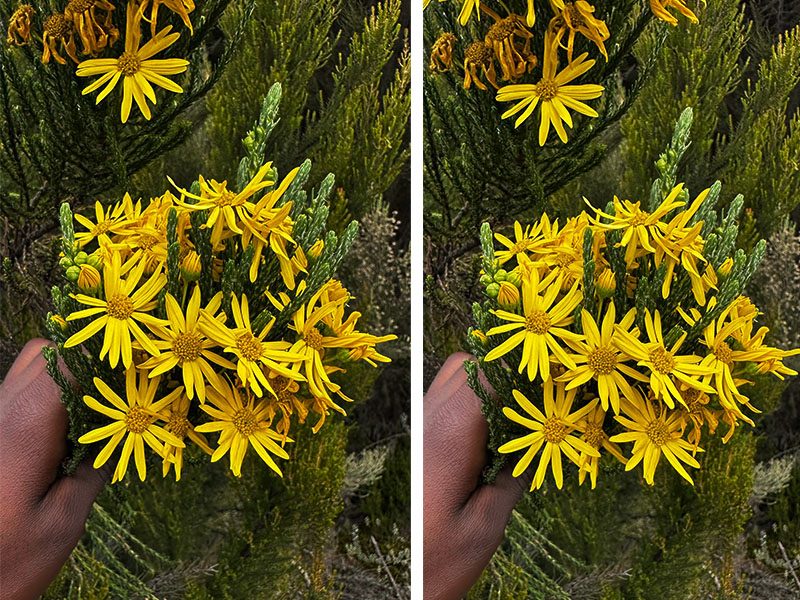 Wild daisy flower growing in the heath zone of Mount Kilimanjaro | Kili Quests